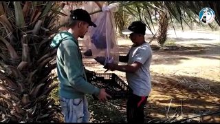 قطف التمور في مدينة اريحا