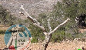مستوطنون يقطعون 40 شجرة زيتون معمرة جنوب نابلس