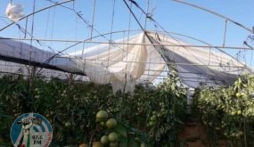 وزير الزراعة يعلن تقديم مساعدات عينية للمزارعين المتضررين من المنخفضات الجوية الأخيرة