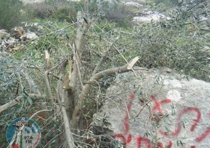 مستوطنون يقطعون عشرات أشجار الزيتون غرب بيت لحم