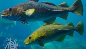 علماء الأحياء: الأسماك تعاني من الكآبة واليأس