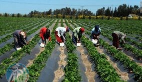 حملات فلسطينية لدعم المزارعين في الأغوار في مواجهة مخطط الضم الإسرائيلي