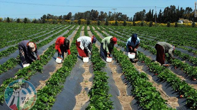 حملات فلسطينية لدعم المزارعين في الأغوار في مواجهة مخطط الضم الإسرائيلي