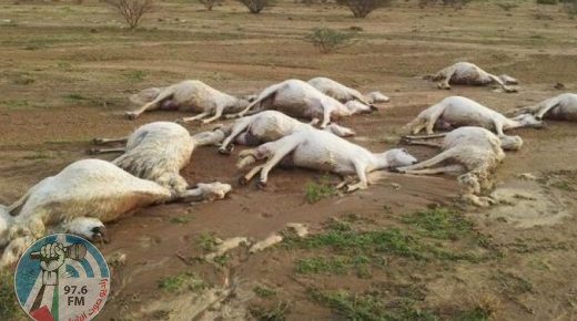 نفوق أكثر 60 رأسا من الماشية بسموم رشها مستوطنون في الأغوار