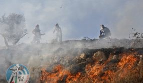 عصابات المستوطنين تضرم النار بأشجار زيتون في حوارة جنوب نابلس