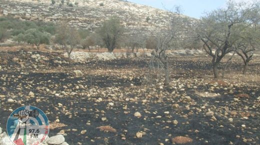 الاحتلال يتسبب باحتراق 14 دونما في المغير ومستوطنون يرشون الأراضي بالسموم