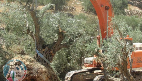 الاحتلال يقتلع 22 شجرة زيتون في رأس كركر غرب رام الله