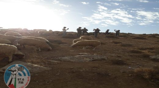 مستوطنون يعتدون على رعاة الماشية في يطا