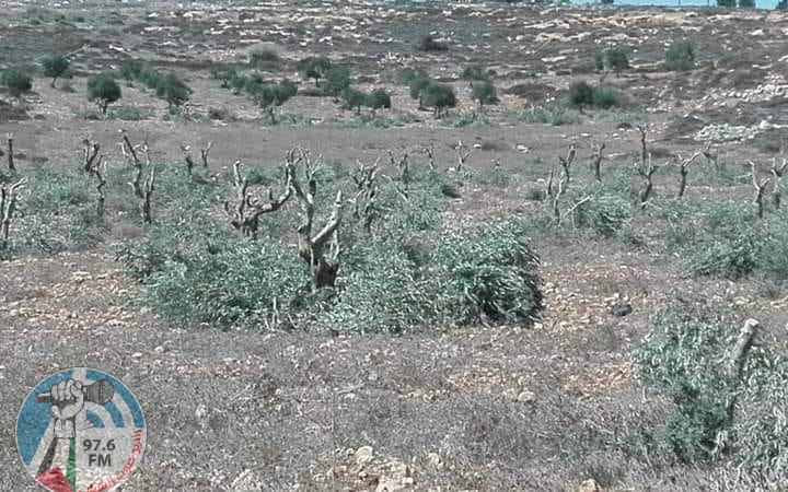 مستوطنون يحطمون عشرات اشجار الزيتون شرق يطا