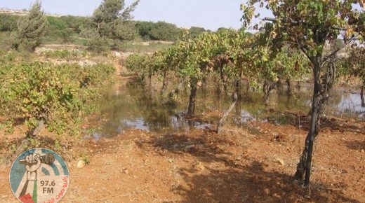 مستوطنون يغرقون أراضي المواطنين شمال نابلس بالمياه العادمة