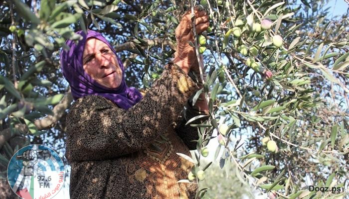 المفتي العام يدعو المزارعين لإخراج زكاة الزيت والزيتون