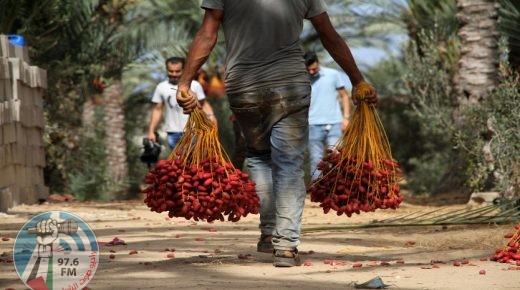 بدء موسم حصاد التمر في غزة