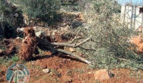 بيت لحم: مستوطنون يقتعلون اشجار قرية كيسان