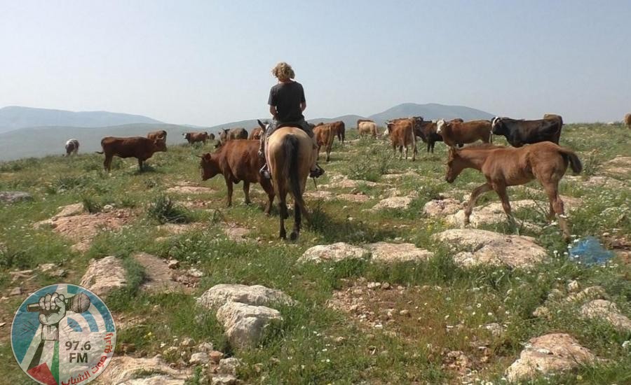 مستوطنون يطلقون أبقارهم باتجاه محاصيل المواطنين في الأغوار الشمالية