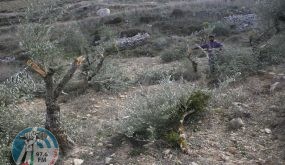 الاحتلال يقتلع أكثر من ألف شجرة وشتلة زيتون غرب سلفيت