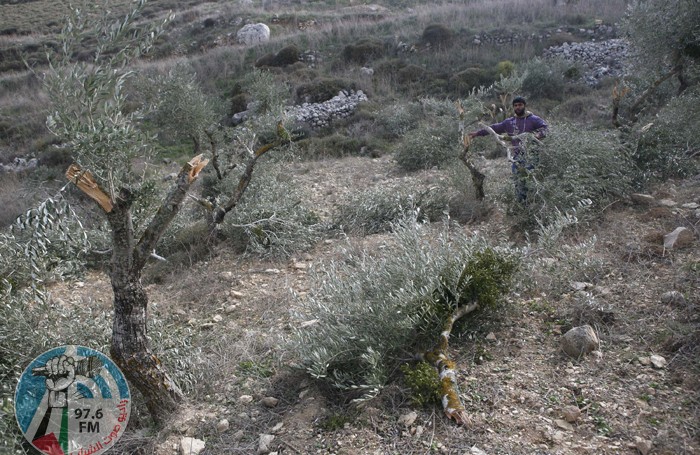 الاحتلال يقتلع أكثر من ألف شجرة وشتلة زيتون غرب سلفيت