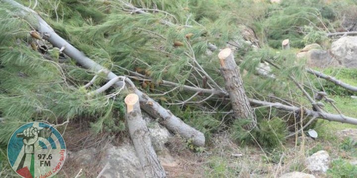 الاحتلال يشرع باقتلاع أشجار حرجية في طوباس و يستولي على 19 دونما في قلقيلية