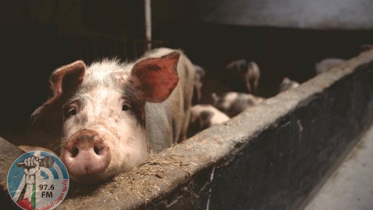 ماليزيا تعتزم ذبح ثلاثة آلاف خنزير عقب رصد أول حالة مصابة بحمى الخنازير الإفريقية