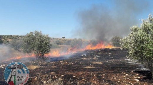 مستوطنون يحرقون 50 شجرة زيتون معمرة في بيت فجار جنوب بيت لحم