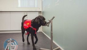 فيروس كورونا: الكلاب البوليسية قد تساهم في اكتشاف المصابين في المطارات