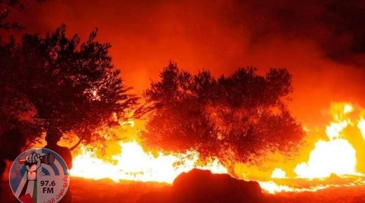 حريق يأتي على 300 شجرة زيتون في جنين