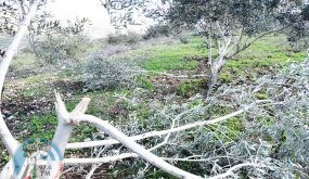 الاحتلال يعتقل شابا ومستوطنون يعتدون على منازل المواطنين ويقتلعون 35 شجرة زيتون في الخليل