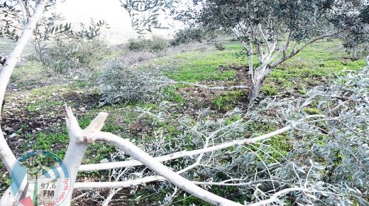 الاحتلال يعتقل شابا ومستوطنون يعتدون على منازل المواطنين ويقتلعون 35 شجرة زيتون في الخليل