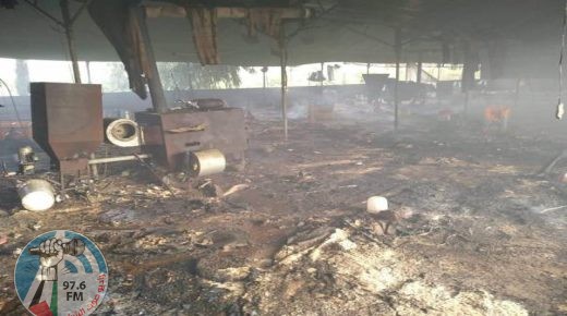 نفوق 10 آلاف صوص دجاج إثر حريق مزرعة في بلدة قباطية