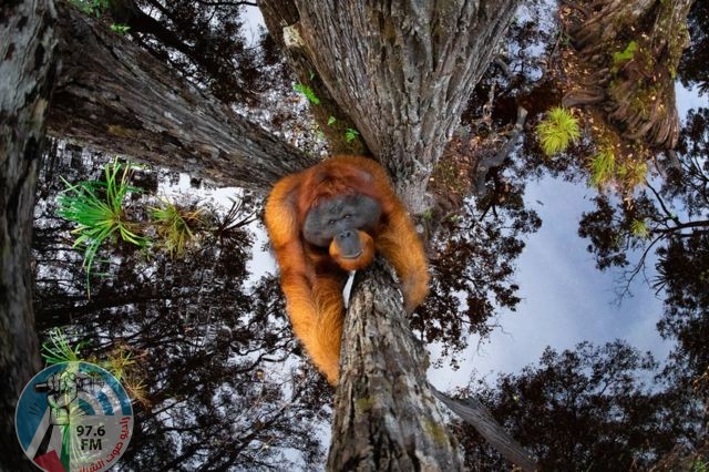 صورة “مذهلة” لإنسان الغاب تفوز بجائزة مصور الطبيعة لعام 2021