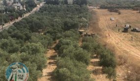 الاحتلال يقتلع أشجار زيتون وتهدم معرشا في رهط