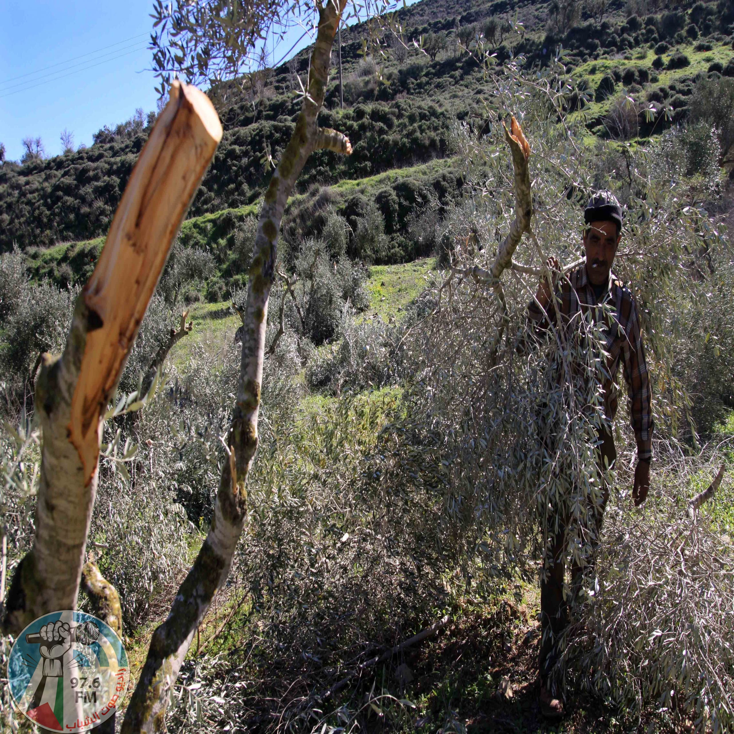 الاحتلال يقتلع أكثر من 200 شجرة زيتون في بيت دجن شرق نابلس