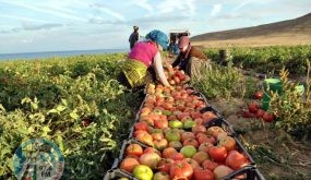 مصر تكشف عن ارتفاع حجم صادراتها الزراعية