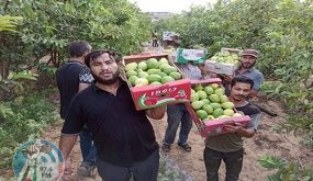 غزة: انطلاق موسم الجوافة وتوقعات بمحصول متواضع