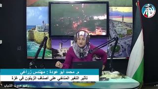 غزة بلدنا – تأثير التغير المناخي على أصناف الزيتون في غزة