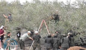 محافظة سلفيت تنظم يوم عمل تطوعي لقطف الزيتون في ديراستيا