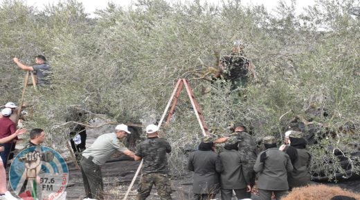 محافظة سلفيت تنظم يوم عمل تطوعي لقطف الزيتون في ديراستيا