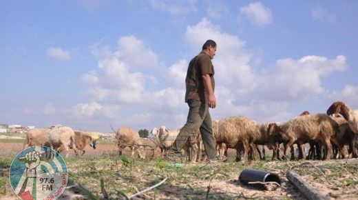 مستوطنون يهاجمون الرعاة في خلة مكحول بالأغوار الشمالية