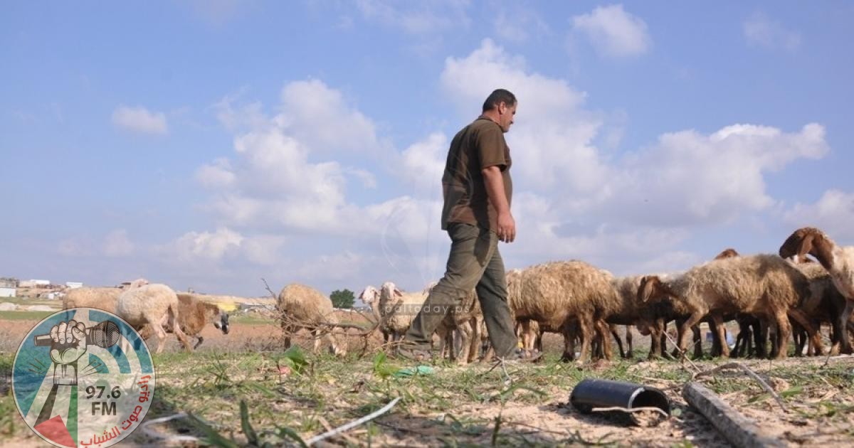 مستوطنون يهاجمون الرعاة في خلة مكحول بالأغوار الشمالية