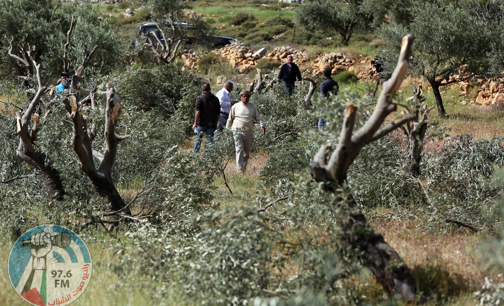 مستوطنون يقتلعون ويحطمون أكثر من 300 شجرة زيتون في المزرعة الغربية