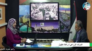المرشد الزراعي – معايير قطف الزيتون