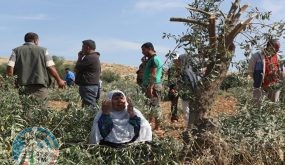 مستوطنون يقطعون أشجار زيتون في قرية سالم شرق نابلس