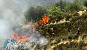 مستوطنون يحرقون 50 شجرة زيتون كم أراضي الشيوخ شمال الخليل