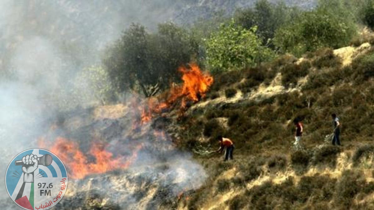 مستوطنون يحرقون 50 شجرة زيتون كم أراضي الشيوخ شمال الخليل