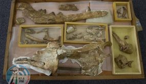 “اكتشاف أحفوري بأربع أرجل” وُصف بـ”الكأس المقدسة” يذهل العلماء!