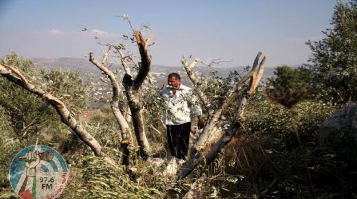 الاحتلال يقتلع 130 شجرة ويجرف أراضي في بيت أمر شمال الخليل