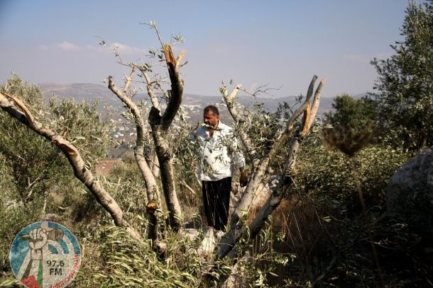 الاحتلال يقتلع 130 شجرة ويجرف أراضي في بيت أمر شمال الخليل