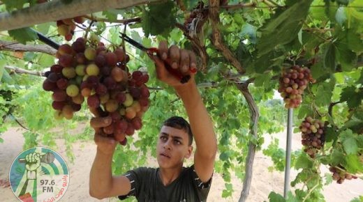 الزراعة بغزة تسمح باستيراد العنب وتمنع استيراد الجزر من مصر