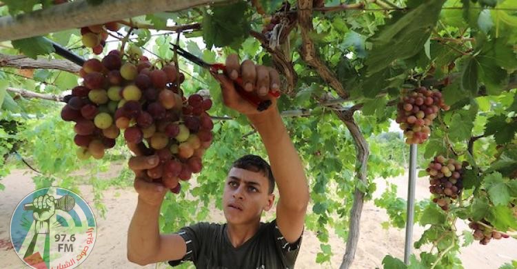 الزراعة بغزة تسمح باستيراد العنب وتمنع استيراد الجزر من مصر