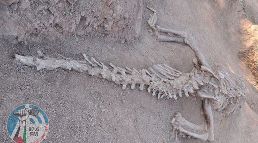 اكتشاف بقايا قطيع من 11 ديناصورا يعود تاريخها إلى 80 مليون عام