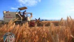 (211206) -- LINYI, Dec. 6, 2021 (Xinhua) -- A farmer harvests wheat in Pingyi County, Linyi City, east China's Shandong Province, June 8, 2021. China secured yet another bumper harvest this year, with grain output up 2 percent year on year, the National Bureau of Statistics (NBS) said Monday. China's grain output reached nearly 683 billion kg in 2021, up 13.4 billion kg from last year. This is the seventh consecutive year that the country's total grain production has exceeded 650 billion kg. (Photo by Wu Jiquan/Xinhua)
